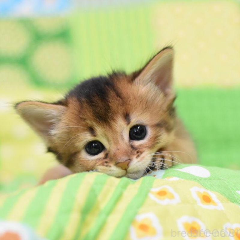 販売中の大阪府のソマリ-126292の1枚目